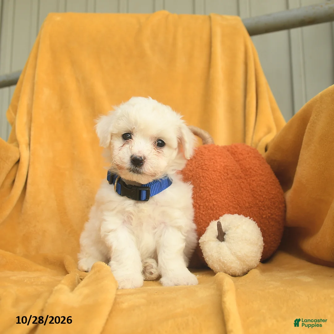 Bichon Frise dogs for sale: Henry  - Ad 1