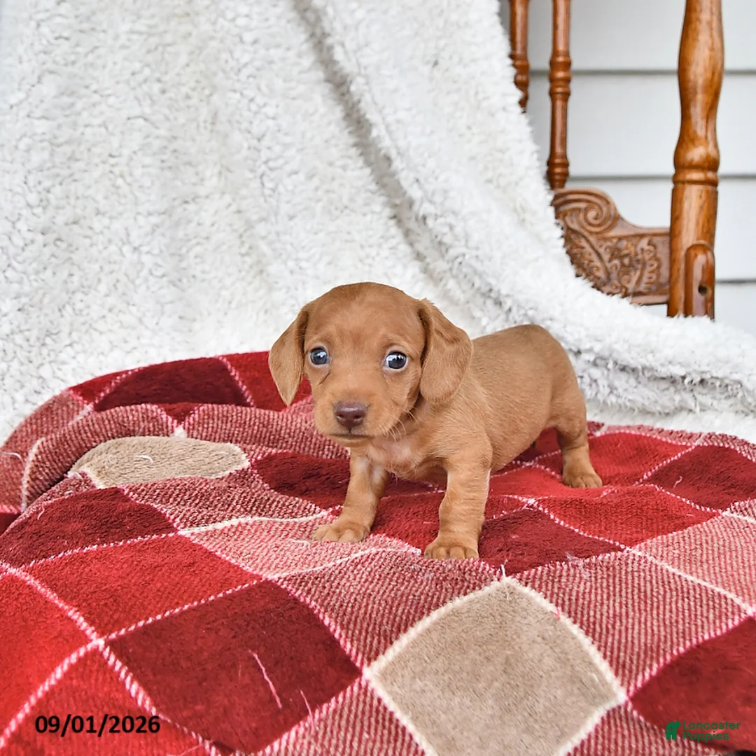 Miniature Dachshund dogs for sale: Jackson - Ad 2