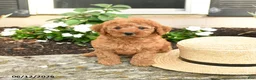 Mini Goldendoodle dogs for sale: Lulu - Ad 4