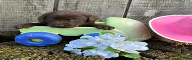 Labrador Retriever 4