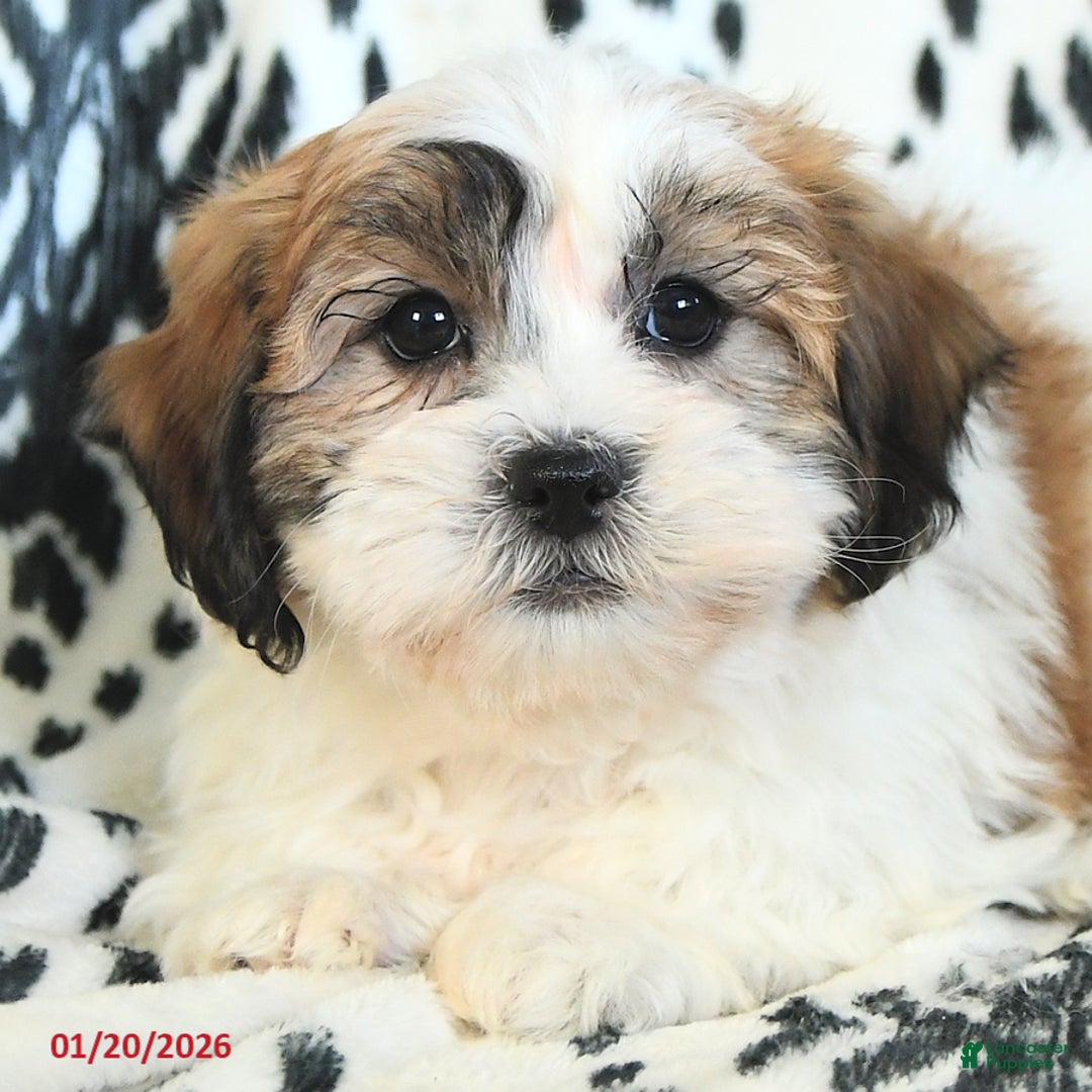 Teddy Bear dogs for sale: Riley - Ad 4