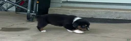 Miniature Australian Shepherd dogs for sale: #9 Black Tri Male - Ad 2
