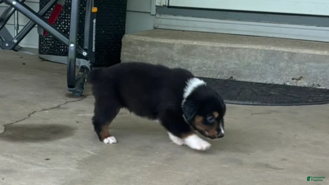 Miniature Australian Shepherd dogs for sale: #9 Black Tri Male - Ad 2