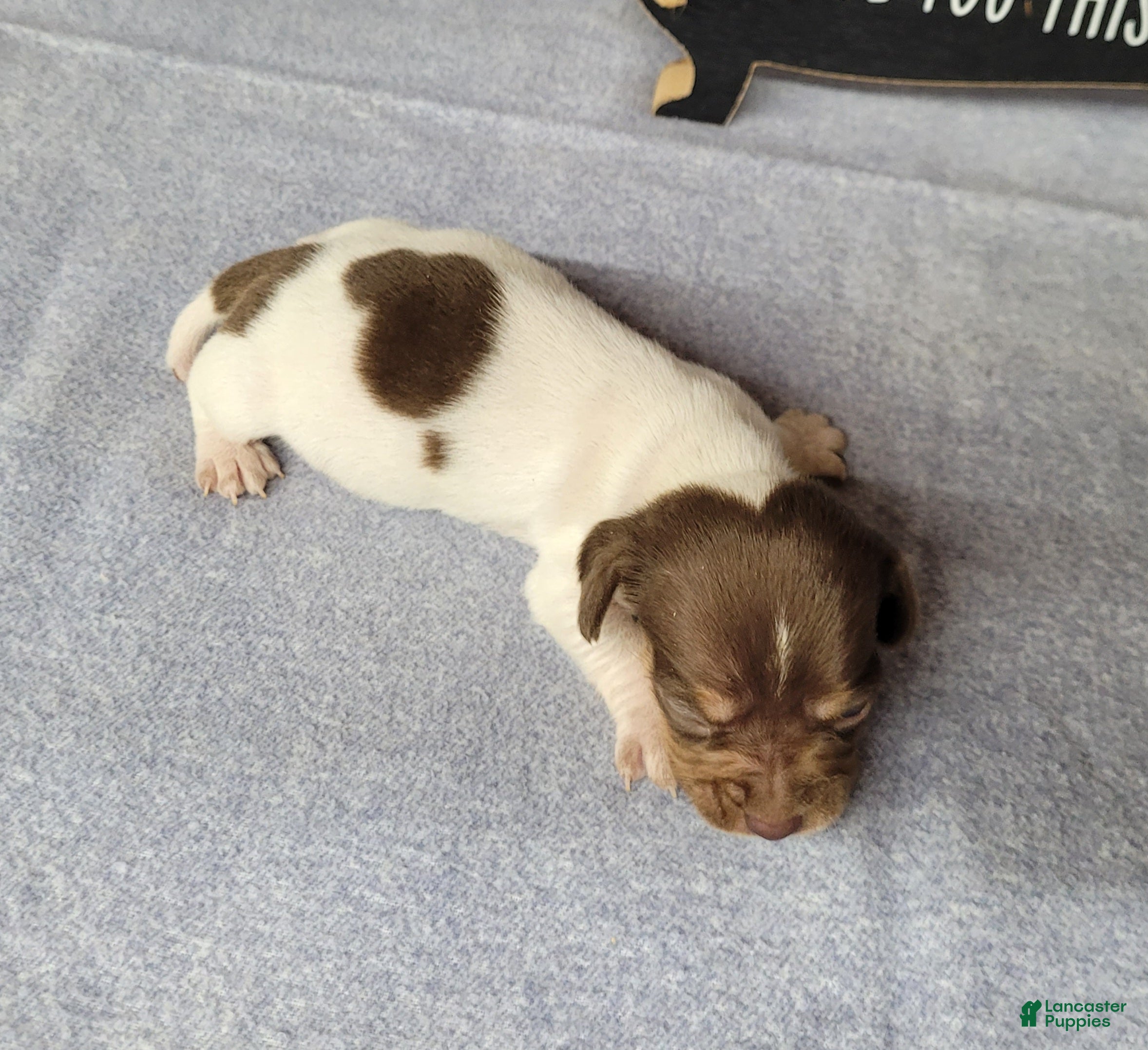 Miniature Dachshund dogs Hank AKC Registered  - Ad 36