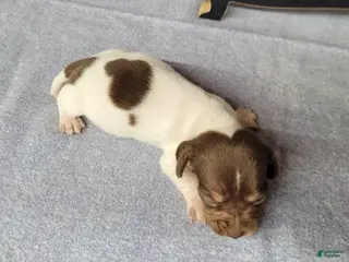 Miniature Dachshund dogs Hank AKC Registered - Ad 36