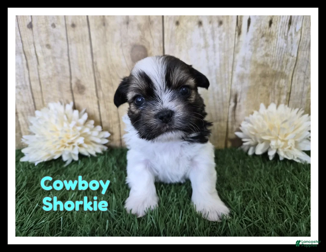 Shorkie dogs for sale: Cowboy - Ad 1