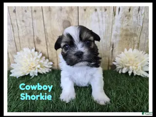 Shorkie dogs Cowboy - Ad 9