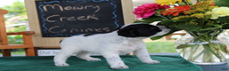 Aussiedoodle dogs for sale: Domino - Ad 4