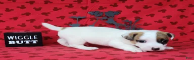 NEAL purebred CKC Registered 