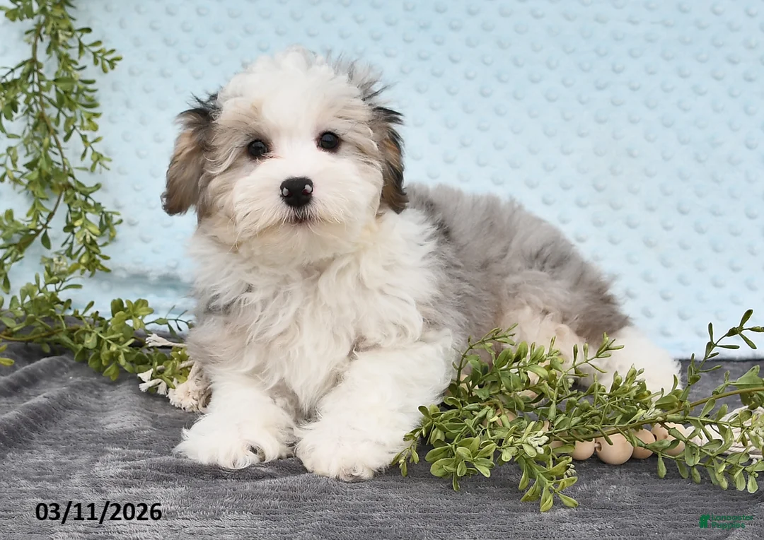 Havapoo dogs for sale: Emerson - Ad 1