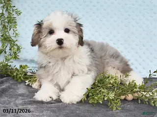 Havapoo dogs for sale: Emerson - Ad 1