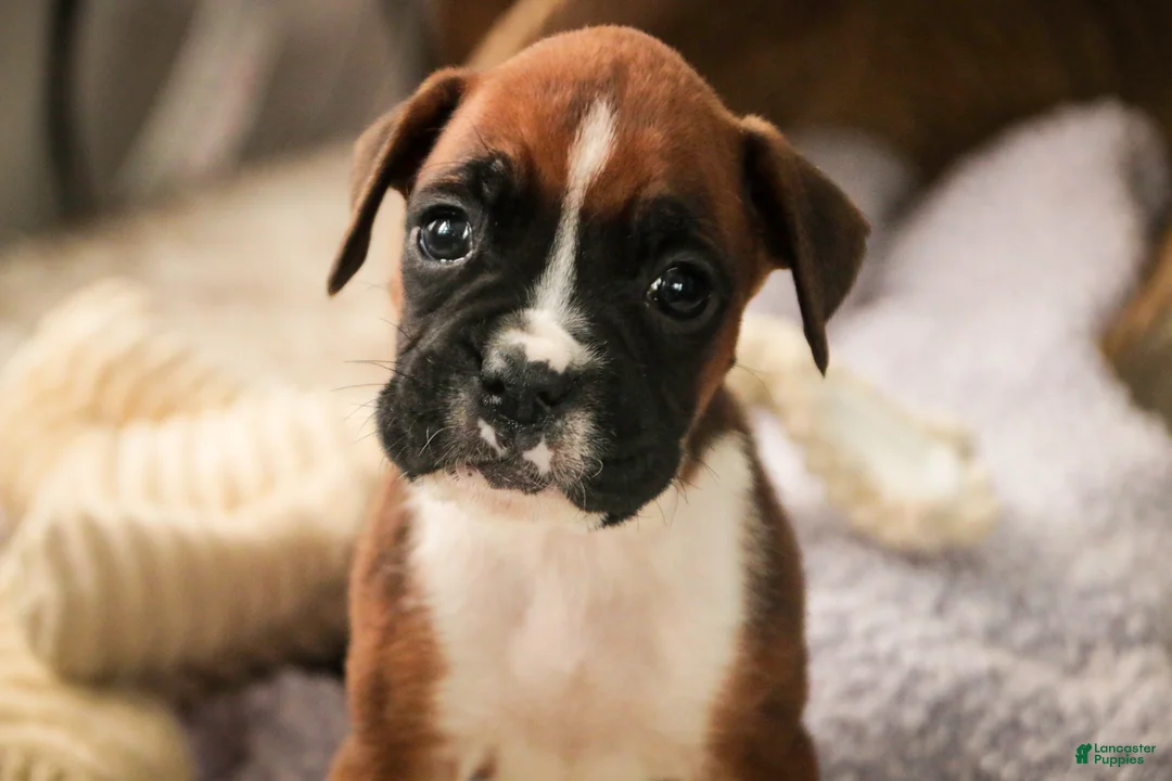 Boxer dogs for sale: Matcha - Ad 4
