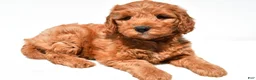 Mini Goldendoodle dogs for sale: Jared - Ad 3