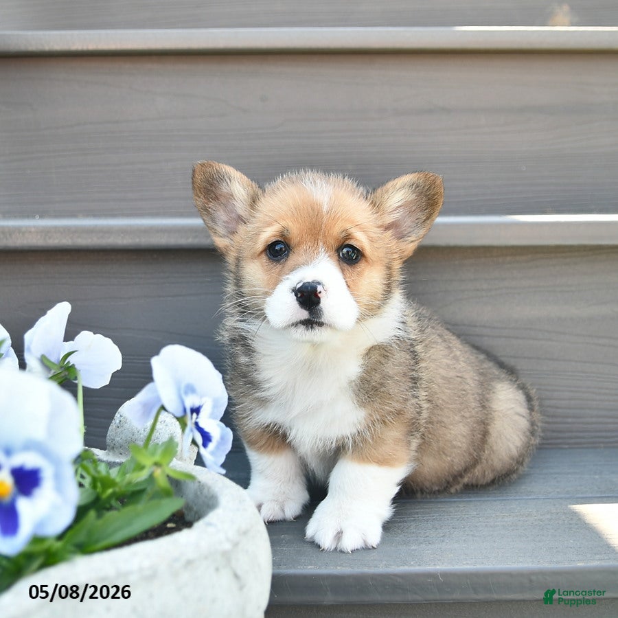 Welsh Corgi Pembroke dogs for sale: Diesel  - Ad 2