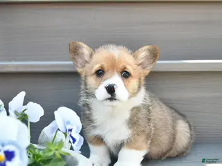 Welsh Corgi Pembroke dogs for sale: Diesel - Ad 2