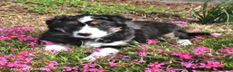 Mixed Breed dogs for sale: Olive  - Ad 3