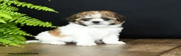 Mixed Breed dogs for sale: Minnie - Ad 4
