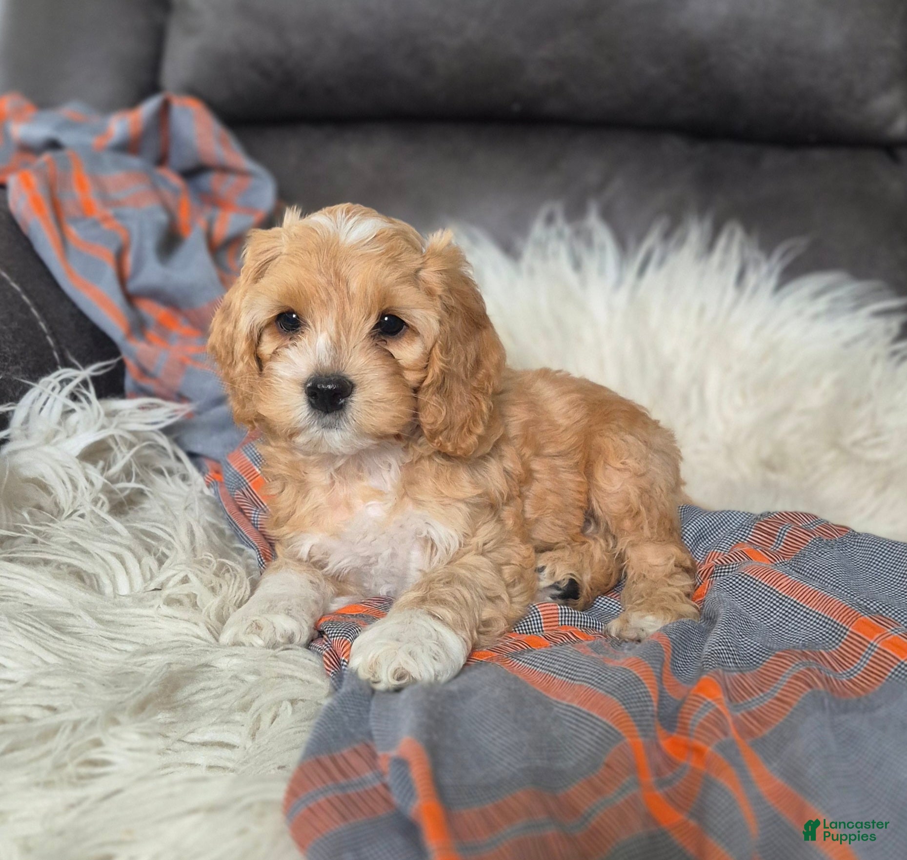 Cockapoo dogs Brody - Ad 2