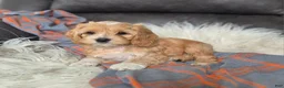Cockapoo dogs for sale: Brody - Ad 2