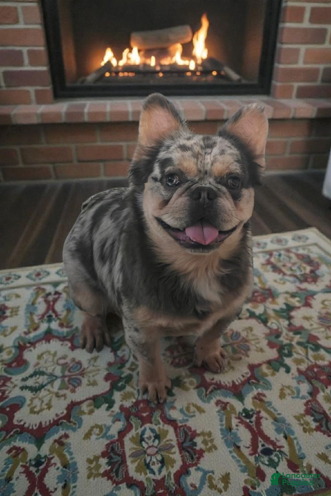 French Bulldog dogs for stud: French Bulldog 1 puppies - Ad 4