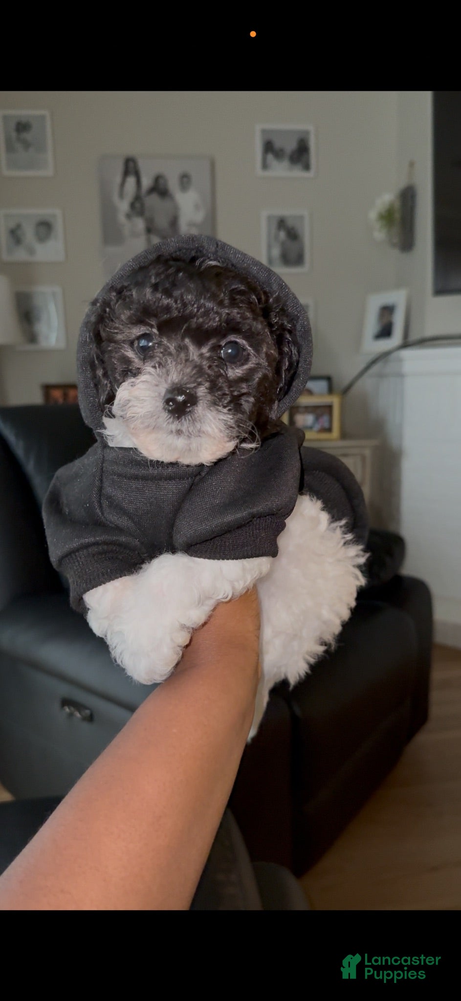 Bichpoo dogs Bichpoo 1 - Ad 1