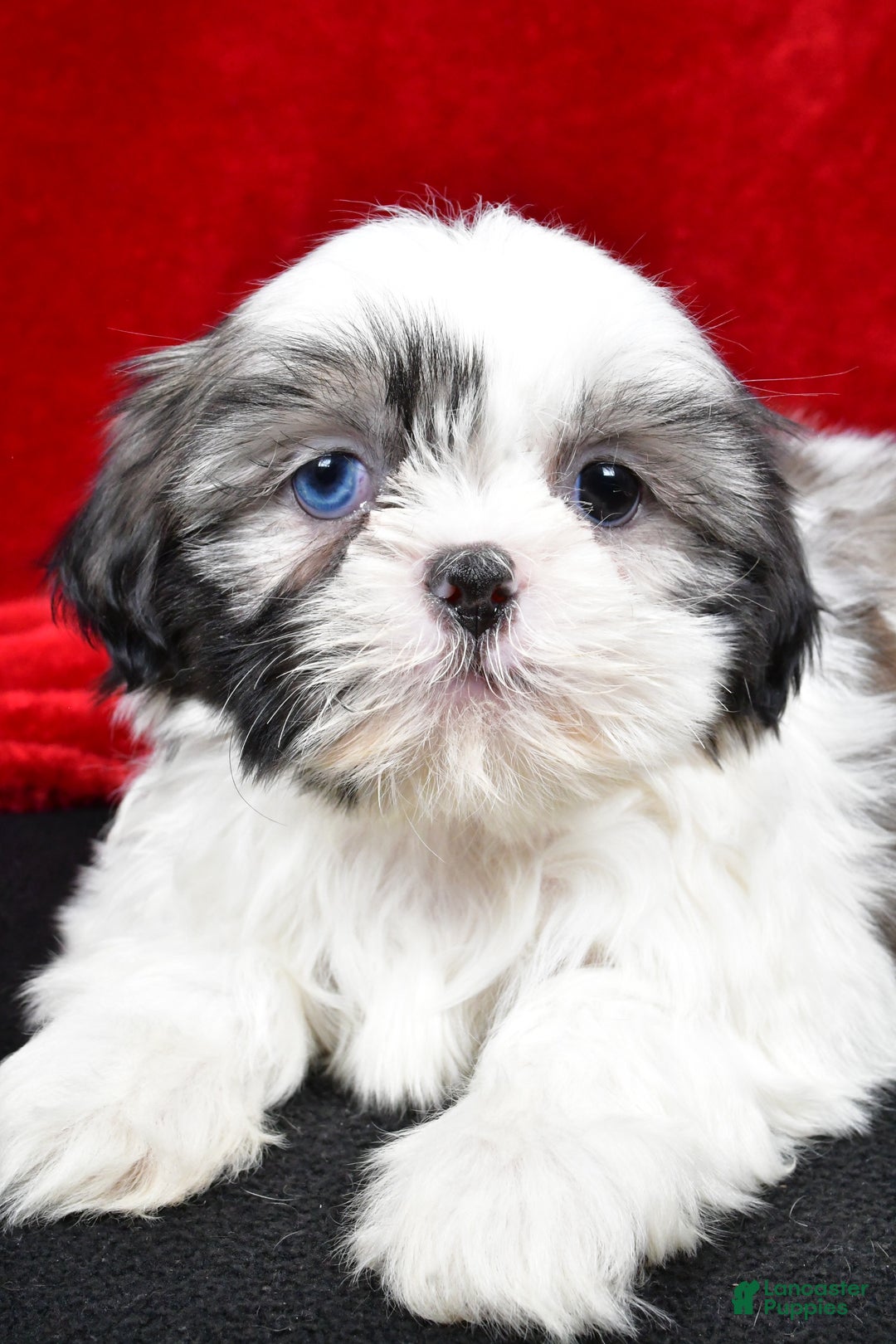 Shih Tzu dogs for sale: Debby - Ad 8