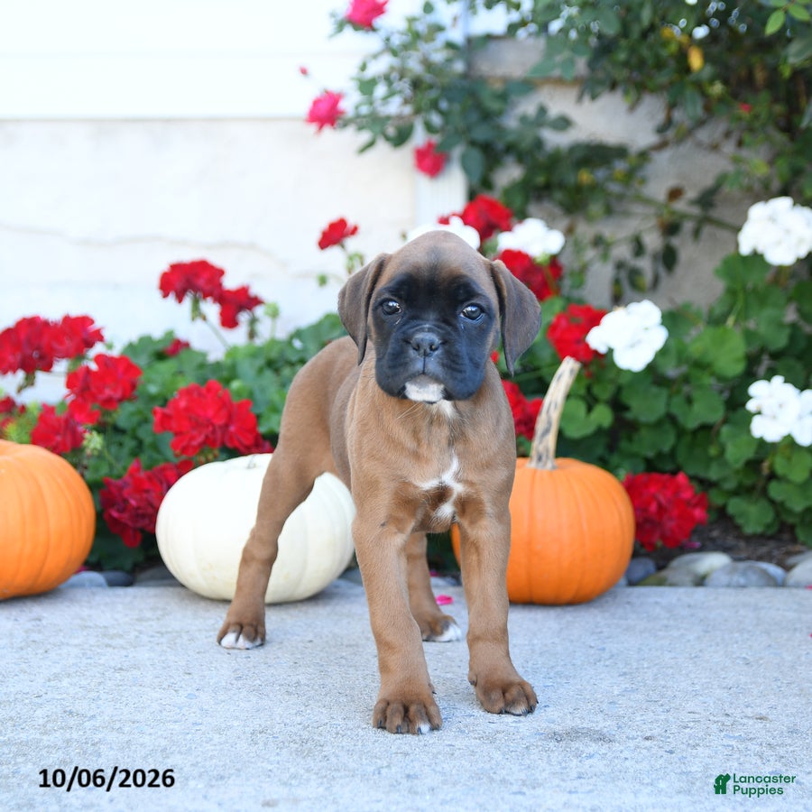 Boxer dogs Meadow - Ad 2