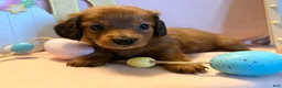 Dachshund dogs for sale: Sunny  - Ad 4