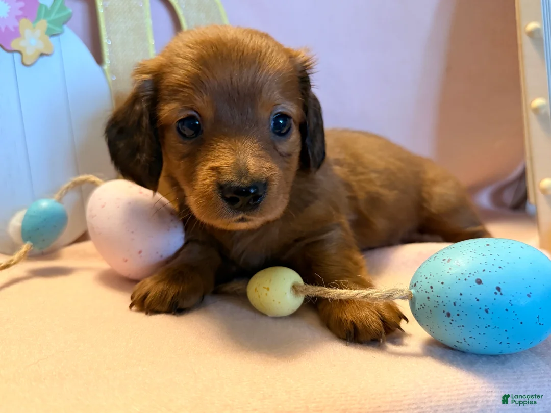Dachshund dogs for sale: Sunny  - Ad 4