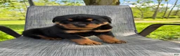Rottweiler dogs for sale: Bear - Ad 11