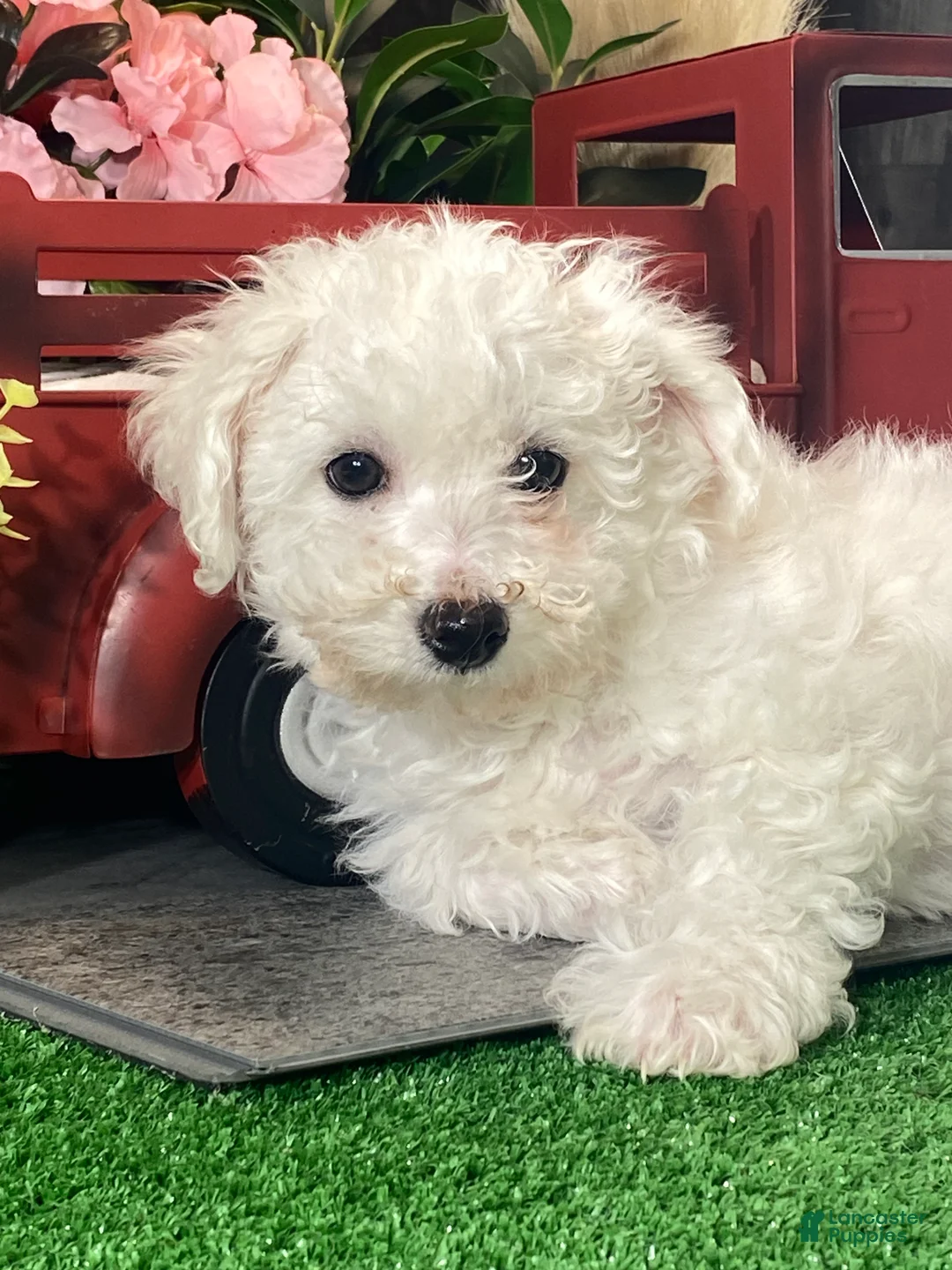 Bichon Frise dogs for sale: Buddy  - Ad 5