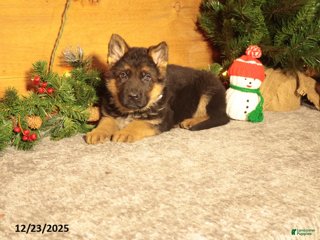 German Shepherd dogs for sale: Dasher - Ad 3