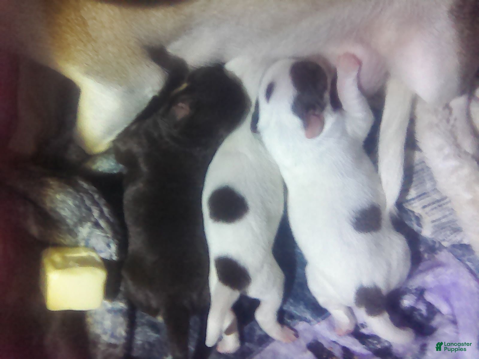 Chorkie dogs Chorkie 2 - Ad 8