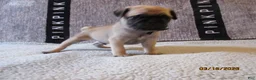 Pug dogs for sale: Pug Puppy 4 - Ad 4