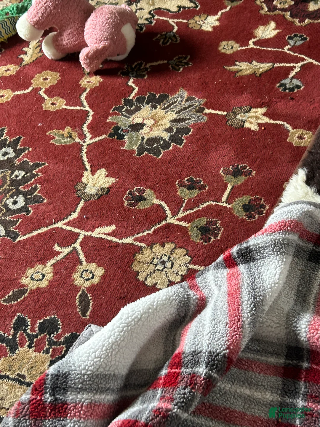 Cavapoo dogs for sale: Lily Cavapoo Puppy 3 - Ad 7