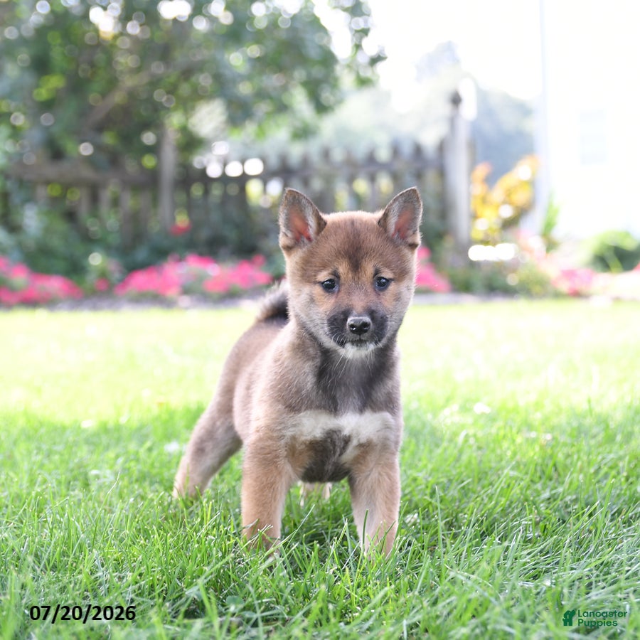 Shiba Inu dogs Tanner - Ad 1