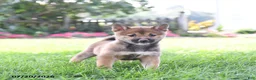 Shiba Inu dogs for sale: Tanner - Ad 1
