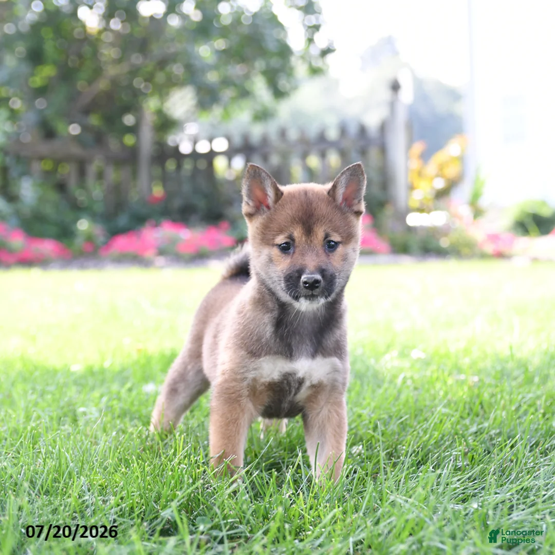 Shiba Inu dogs for sale: Tanner - Ad 1
