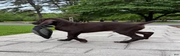 German Shorthaired Pointer dogs for sale: Yule Jr - Ad 1