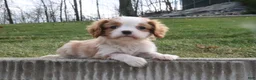 Cavalier King Charles Spaniel dogs for sale: Charlie - Ad 3