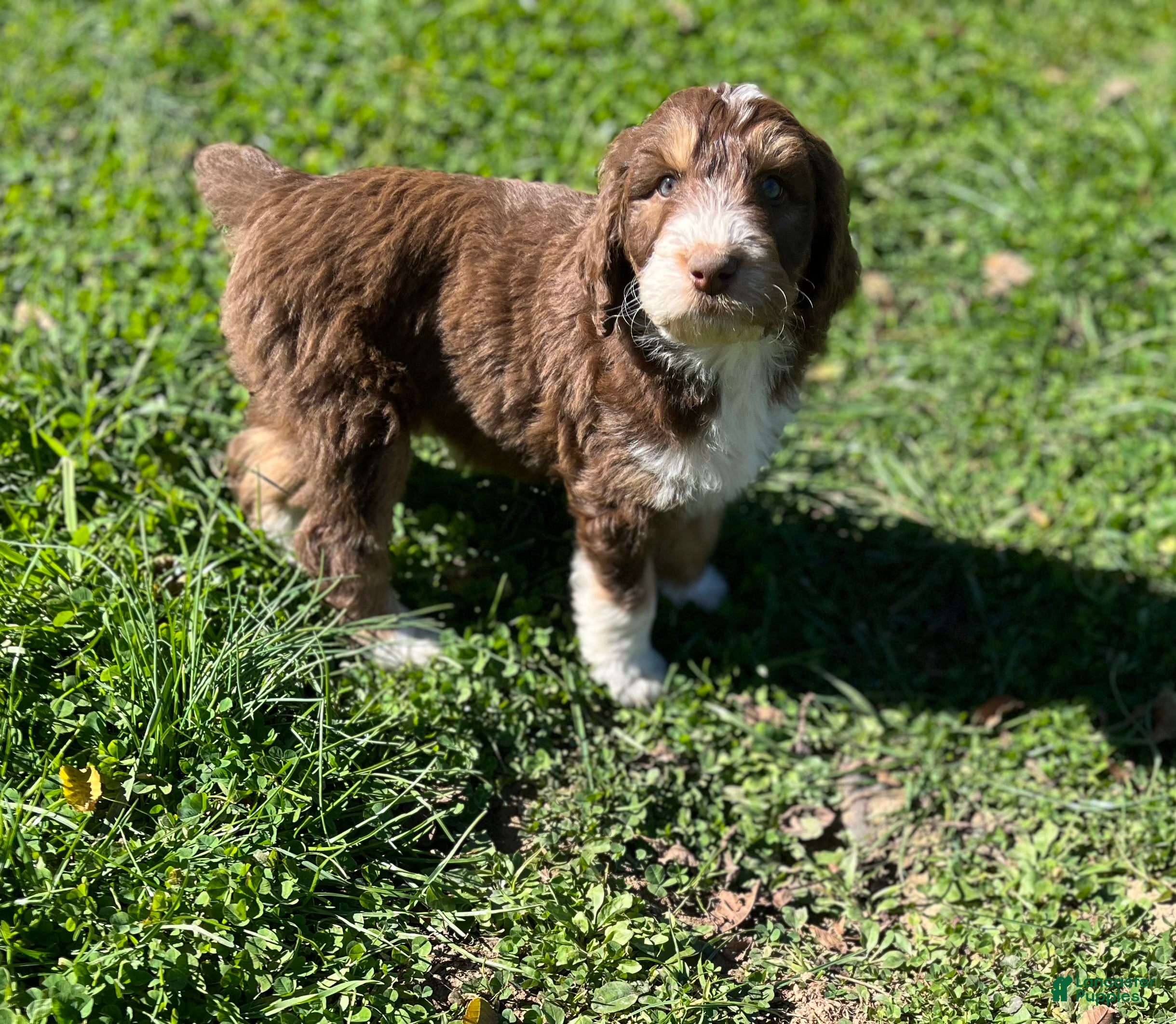 Aussiedoodle dogs for sale: Theo - Ad 1