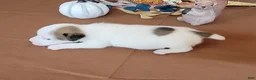 Jack Russell Terrier dogs for sale: Nova purebred JRT - Ad 4