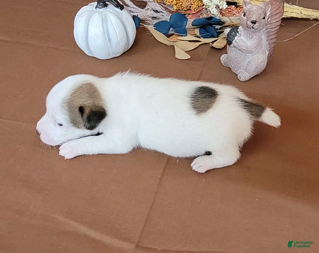 Jack Russell Terrier dogs for sale: Nova purebred JRT - Ad 4