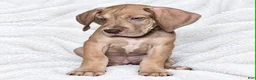 Great Dane dogs for sale: Takara  - Ad 2