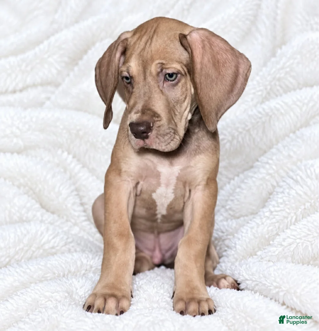 Great Dane dogs for sale: Takara  - Ad 2