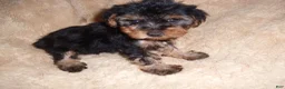 Yorkshire Terrier dogs for sale: Yorkshire Terrier 4 - Ad 4