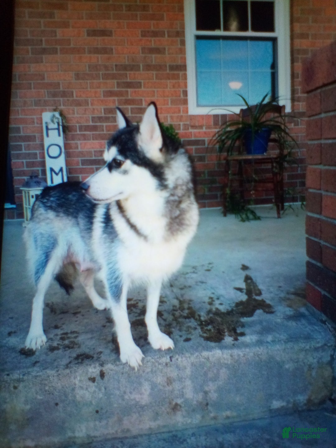 Pomsky dogs for sale: Hilda - Ad 10