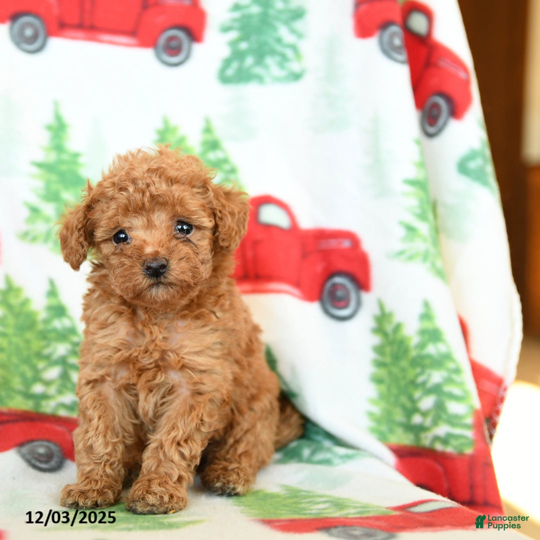 Toy Poodle dogs for sale: Vanilla - Ad 2
