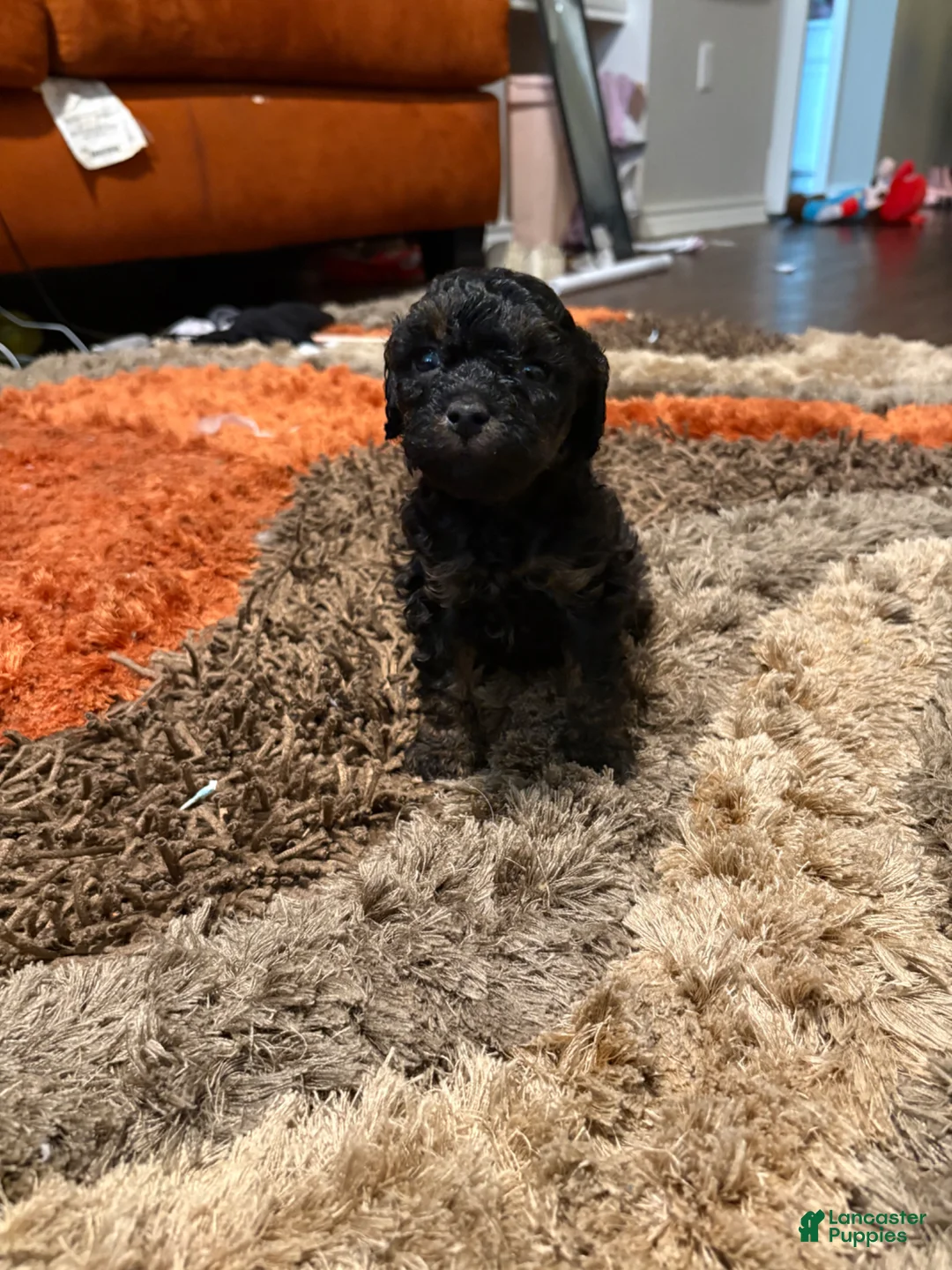 Maltipoo dogs for sale: Maltipoo Puppy 2 - Ad 1