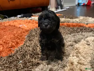 Maltipoo dogs Maltipoo Puppy 2 - Ad 11